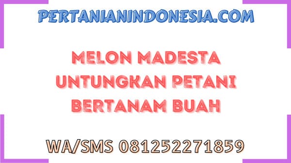 Melon Madesta Untungkan Petani Bertanam Buah